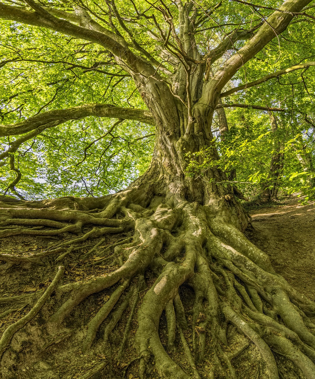 2e - kinesiologie arbre-de-vie