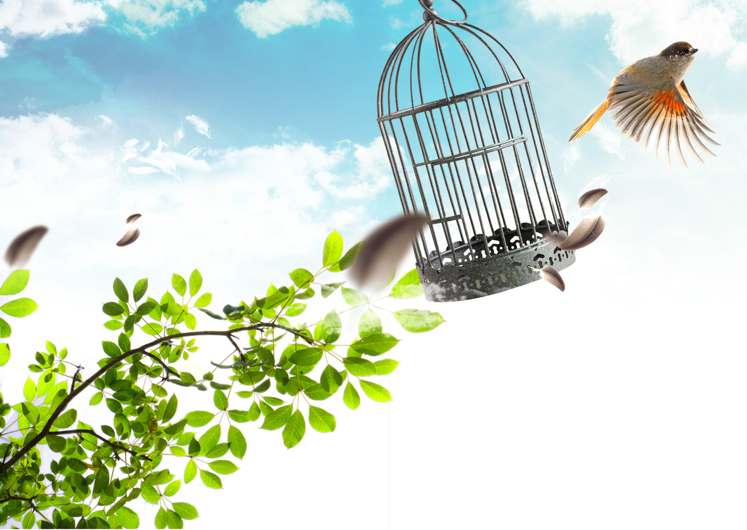 4e - Reconnexion oiseau-cage-liberation