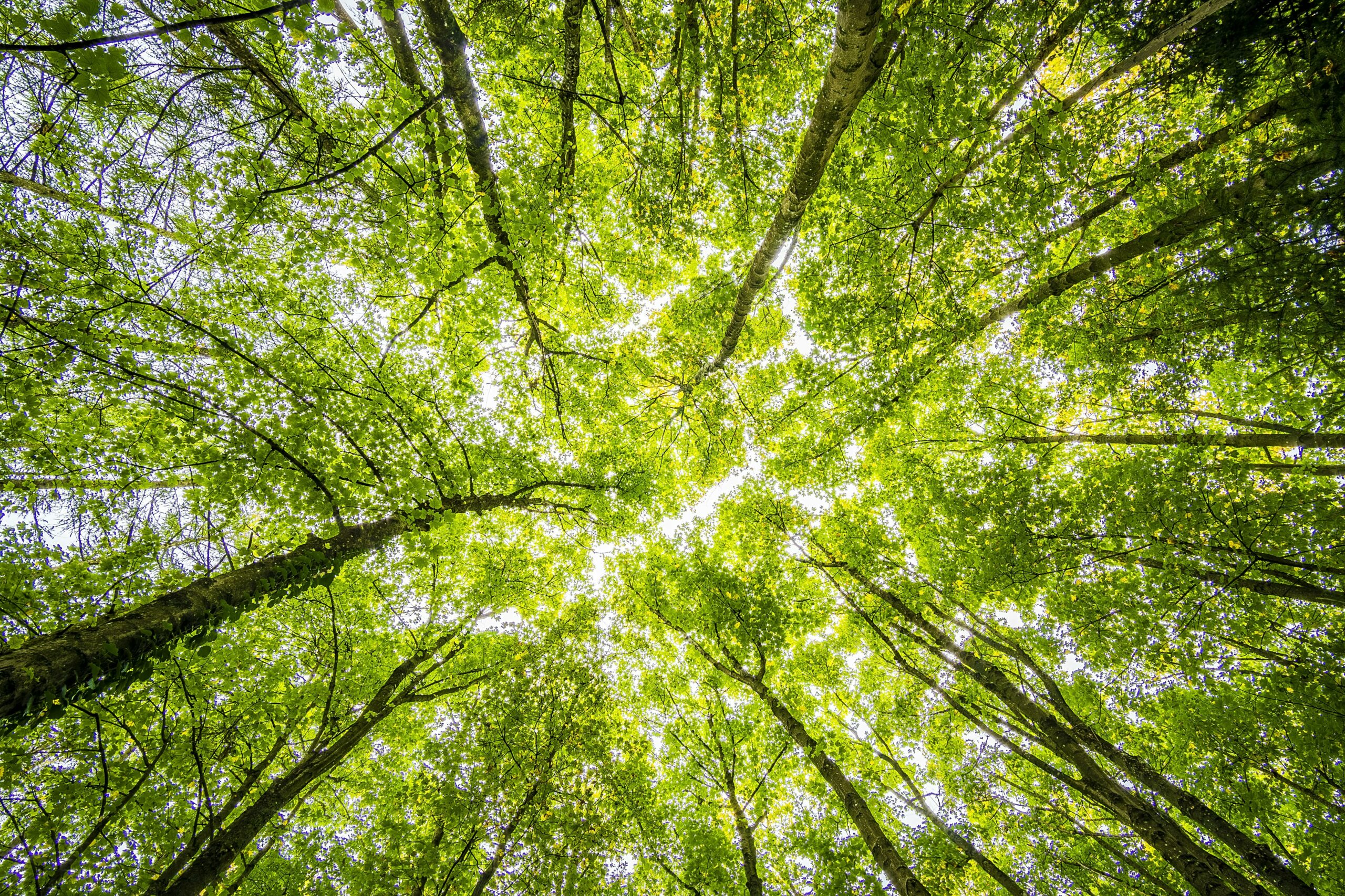 arbre-respiration-sophrologie